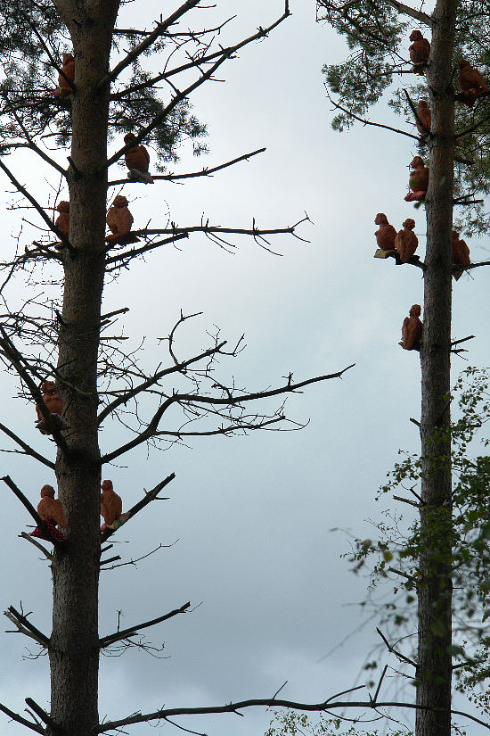 harpijen in boom