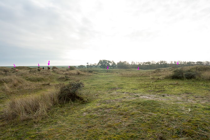 Kooiduin op Ameland