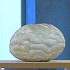 2007 marmeren brein